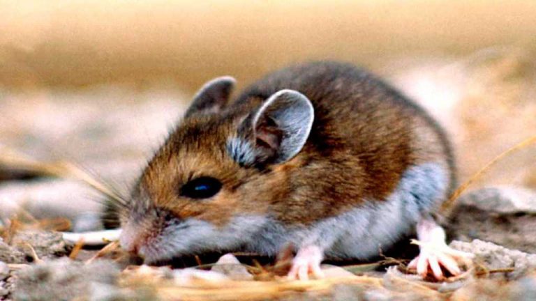 Hantavirus