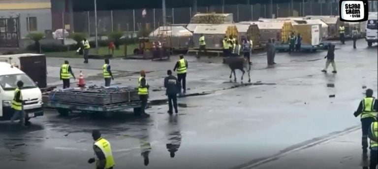 Cow Breaks Free At Lagos Airport