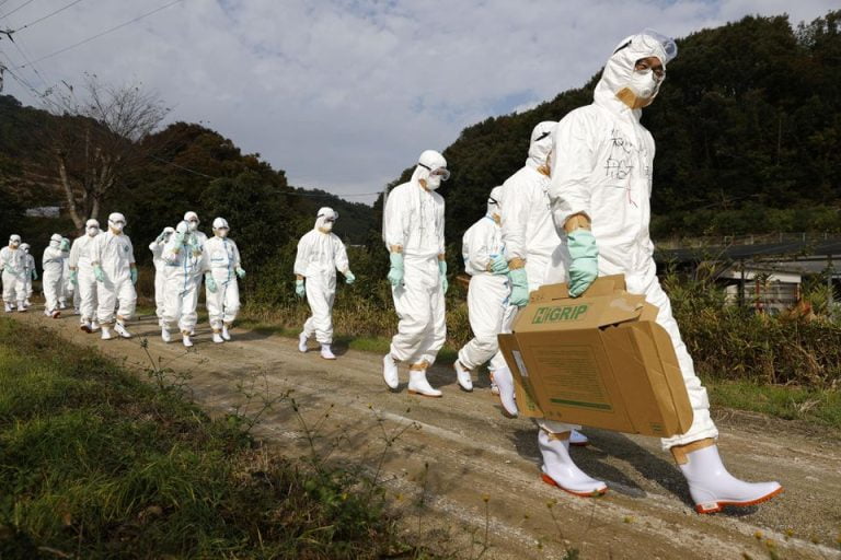 Japan Reports First Bird Flu Outbreak Of Season, Culling 143,000 Chickens